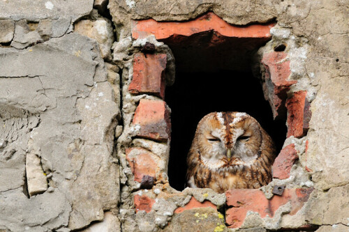 waldkauz-im-schornstein-einer-ruine-4142.jpeg