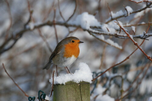 rotkehlchen-im-winter-4265.jpeg