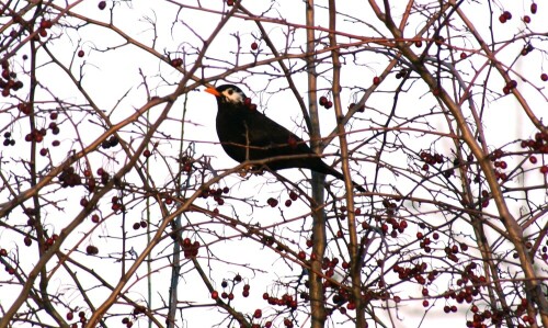 amsel-mit-weisser-augenzeichnung-4161.jpeg