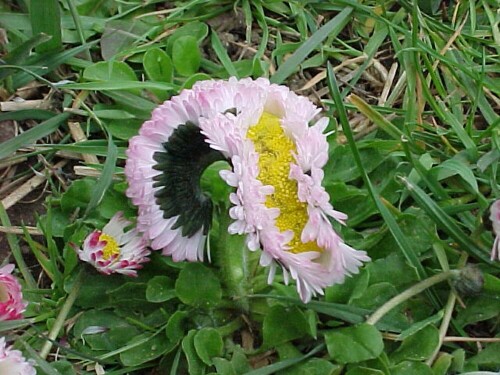 Degeneriertes Gänseblümchen aus unserem Garten 2

Aufnameort: Riedstrasse 35 CH 2544 Bettlach (Schweiz)
Kamera: Canon 300D