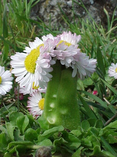 Degeneriertes Gänseblümchen aus unserem Garten 1

Aufnameort: Riedstrasse 35 CH 2544 Bettlach (Schweiz)
Kamera: Canon 300D