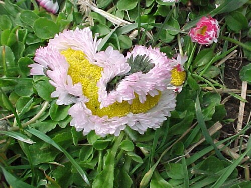 Degeneriertes Gänseblümchen aus unserem Garten 3

Aufnameort: Riedstrasse 35 CH 2544 Bettlach (Schweiz)
Kamera: Canon 300D