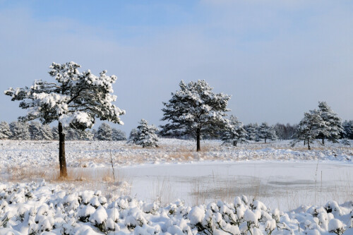 winterlandschaft-heidelandscha-4151.jpeg