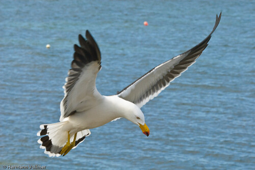 aufgenommen während der täglichen Pelikanfütterung im Hafen von Kingscote

Aufnameort: AUS, SA, Kangaroo Island, Kingscote
Kamera: Nikon D200, Sigma 120-400