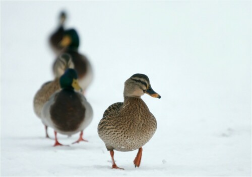 Vor dem Sturm Daisy konnte ich diese Enten am Elbdeich fotografieren... 

Da passte der Titel so hervoragend: Daisy im Anmarsch.

Aufnameort: Elbtalauen bei Bleckede
Kamera: Sony Alpha 700