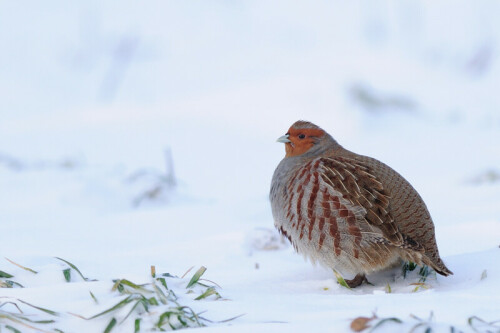 rebhuhn-im-schnee-4190.jpeg