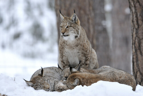 luchsfamilie-im-wildpark-johannismuhle-4246.jpeg