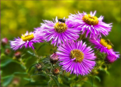 Sommeraster mit Besuch

Aufnameort: Deutschland
Kamera: Canon EOS 5D