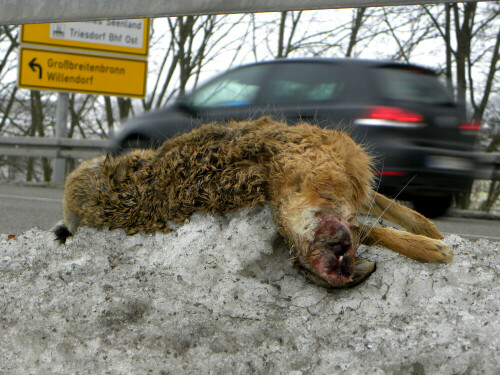 Überfahrener Hase am Strassenrand

Aufnameort: Triesdorf
Kamera: Nikon Coolpix P 90