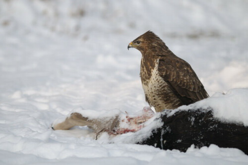 bussard-an-einem-verkehrsopfer-damwild-4247.jpeg