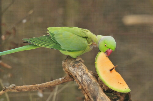 

Aufnameort: Zoo Linz (Österreich)
Kamera: Nikon D300s