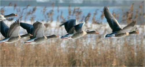 ganseflug-an-der-elbe-4334.jpeg