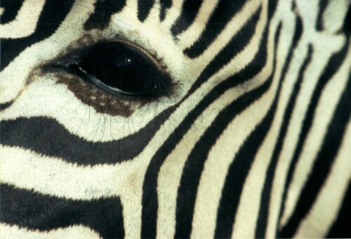 Manche Tieraugen sind faszinierend - so das Auge eines Zebras

Aufnameort: Hagenbecks Tierpark Hamburg
Kamera: Yashica FX-3, 135 mm, Analog-Aufnahme,digitalisiert