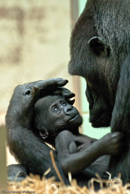 Gorillamutter Kolo mit ihrem 6 Wochen alten Sohn Kimbali.

Aufnameort: DEU, BW, Stuttgart, Wilhelma
Kamera: Nikon D200, Nikor 2.8/80-200 bei 200 mm