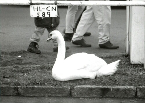 Ein Schwan fand, daß ein ausgeschildeter Parkplatz ein sicherer Platz für eine Rast darstellte

Aufnameort: Lübeck/Travemünde
Kamera: Yashica FX-3, 135 mm, Analog-Aufnahme,digitalisiert