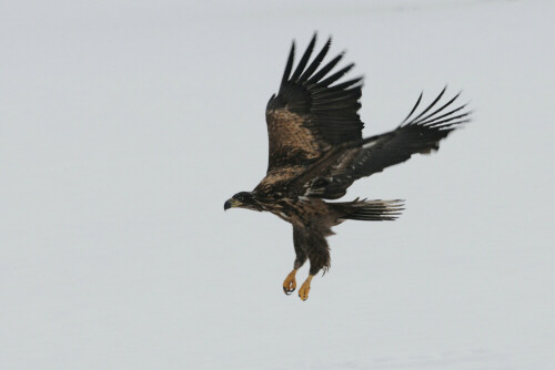 seeadler-juv-4286.jpeg