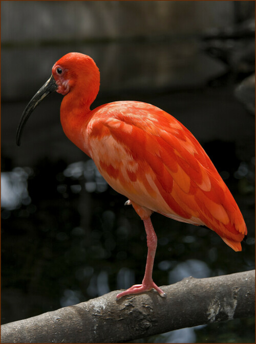 diesen Ibis habe ich im Oceanografico von Valencia fotografiert

Aufnameort: Valencia,Oceanografico
Kamera: Canon EOS 450D