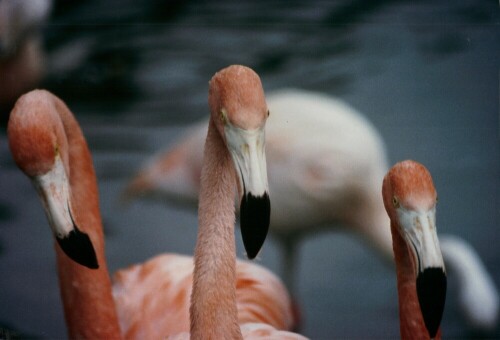 Nahaufnahme von drei Flamingos,man achte auf die krummen Schnäbel

Aufnameort: Hagenbecks Tierpark Hamburg
Kamera: Yashica FX-3, 135 mm, Analog-Aufnahme,digitalisiert