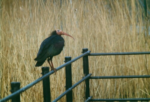 Seltener Vogel,kommt noch in Nordafrika vor

Aufnameort: Westküstenpark - St.Peter-Ording
Kamera: Contax Aria, 200mm, analoge Aufnahme - digitalisiert