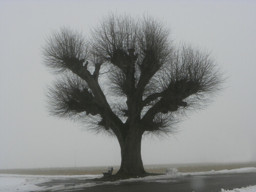 geschnittene-linde-im-nebel-4290.jpeg