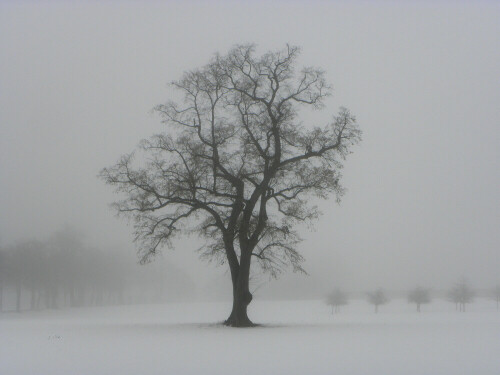 Linde im Nebel

Aufnameort: Triesdorf
Kamera: Nikon Coolpix P 90