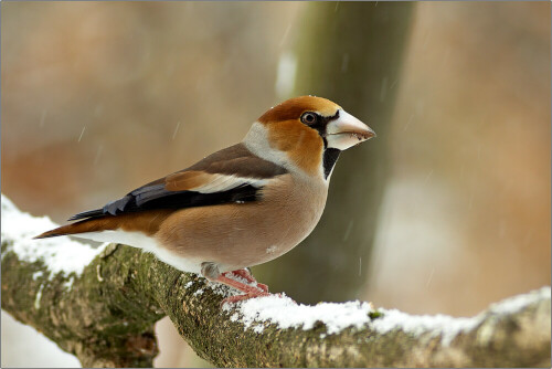 der Kernbeisser  ist der größte in Europa heimische Finkenvogel, er wird auch Finkenkönig genannt. Sein kräftigen Schnabel erlaubt ihm das Öffnen von Obstkernen,daher auch sein Name.

Aufnameort: Münsterland Garten
Kamera: Canon EOS 450D, Tokina 4/300mm, 1/100 sek. Bl. 5,6, ISO 400