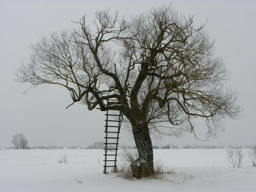 Alte Weide in Schneelandschaft

Aufnameort: 91746 Weidenbach am Wannenbach
Kamera: Nikon Coolpix P 90