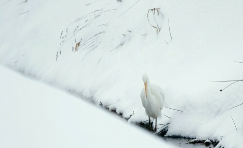 Ein seltener Reiher stand hier im Winter an der Elbe an einem der noch eisfreien Gräben.

Aufnameort: Elbtalauen bei Bleckede
Kamera: Sony Alpha 700