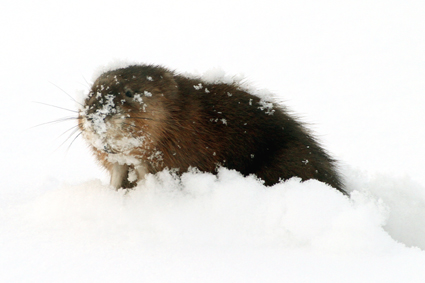 bisam-sucht-im-schnee-nach-zuckerruben-4339.jpeg