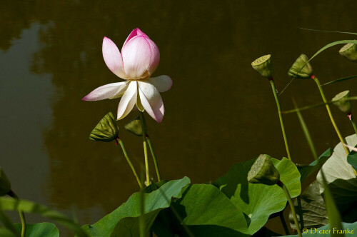 

Aufnameort: Botanischer Garten, München
Kamera: Nikon D90