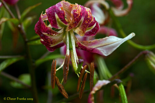 

Aufnameort: Botanischer Garten, München
Kamera: Nikon D90