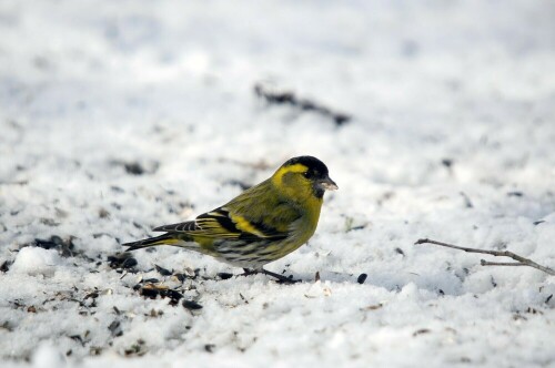 erlenzeisig-carduelis-spinus-13518.jpeg