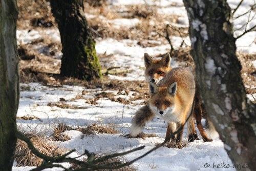 fuchs-kopulierende-fuchse-4326.jpeg