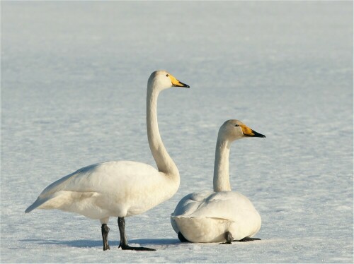 Diese Singschwäne wirkten sehr vertraut auf dem noch zugeschneiten Acker am 21.02.2010. 
Sie sind hier nur Wintergäste. Man kann sie schon an ihren Rufen erkennen! Ansonsten sind sie etwas kleiner als die Höckerschwäne und haben einen gelben Schnabel, bei dem das Schwarz nicht die Nasenlöcher erreicht. Bald werden sie wieder Richtung Norden ziehen.

Aufnameort: Elbtalauen bei Bleckede
Kamera: Sony Alpha 700