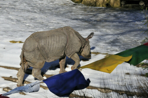 Auch als Nashorn kann man sich grazil bewegen.

Aufnameort: Zoo Wien
Kamera: D300s