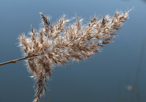 Schilf,von der Frühlingssonne beschienen

Aufnameort: Gersheim
Kamera: Olympus E520