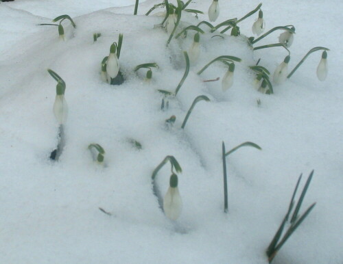 Nach langem, bitter kaltem Februar bahnen sich die Schneeglöckchen endlich ihren Weg durch den Schnee

Aufnameort: Marburg, Vorgarten An der Zahlbach 19
Kamera: Canon Power Shot A620, 1/500; 2,8; 7,3mm