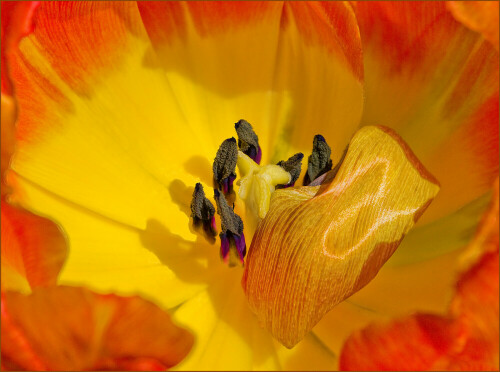 Innenleben einer Tulpe

Aufnameort: Deutschland
Kamera: Canon EOS 450D