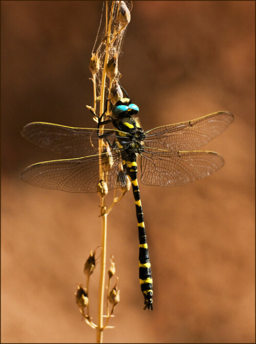 diese Libelle habe ich im Zion-National-Park/USA
fotografiert. Der genaue Name der Libelle ist mir
nicht bekannt.

Aufnameort: Zion-National-Park/USA
Kamera: Canon EOS 5D