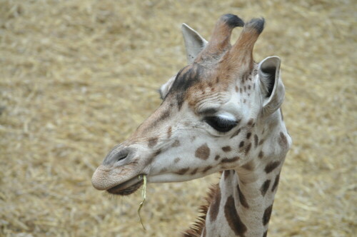 

Aufnameort: Zoom Gelsenkirchen
Kamera: Nikon D5000