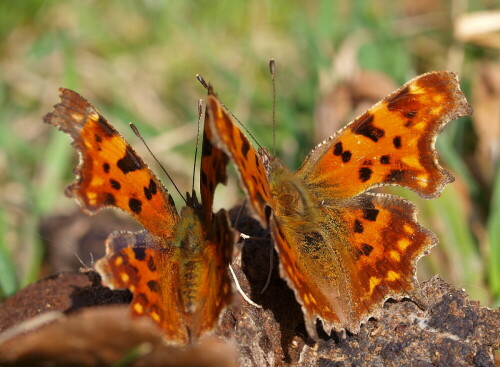 C-Falter-Paar im Frühling

Aufnameort: Gersheim
Kamera: Olympus E520