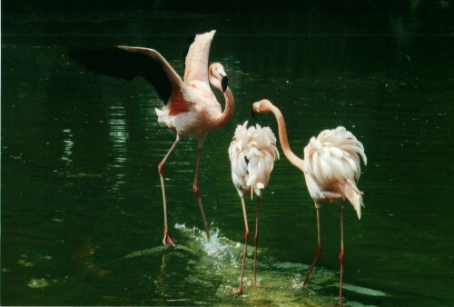 Auf diesem Bild kann das Grazile der Flamingos gut sehen

Aufnameort: Hagenbecks Tierpark Hamburg
Kamera: Yashica FX-3, 135 mm, Analog-Aufnahme,digitalisiert