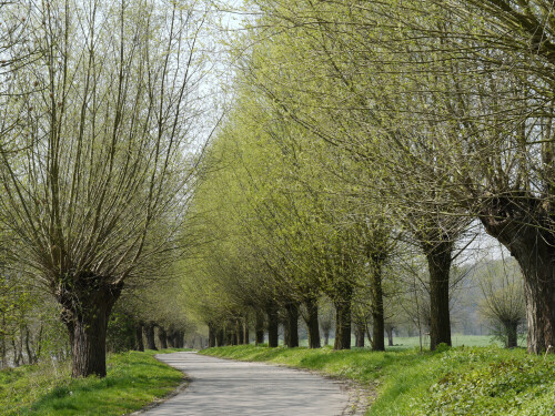 der die Ruhr begleitende Radweg von der Mündung bis zur Quelle bietet zu jeder Jahreszeit verblüffend schöne Landschaften mitten im Ballungsraum an der Ruhr.

Aufnameort: hinter Essen-Werden
Kamera: Lumix G 1