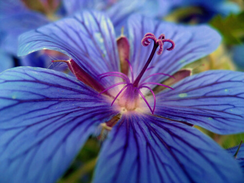 Makro einer Rabenschnabelblüte

Aufnameort: Oberbayern
Kamera: Canon Ixus 800