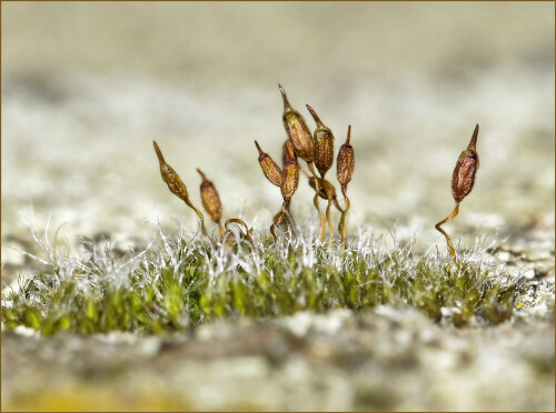 Es ist Frühling. Auf meiner Balkonbrüstung entsteht ein neuer
Lebensraum.

Aufnameort: Deutschland
Kamera: Canon EOS 7D, 100mm Macro-Obj.