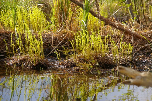 

Aufnameort: Ketzin/Havel
