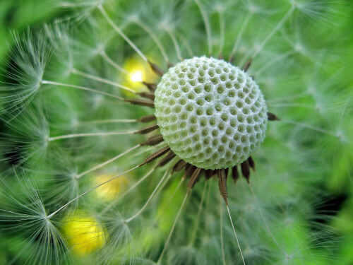 Makro einer Pusteblume im Abendlicht.

Aufnameort: Oberbayern
Kamera: Canon Ixus 800