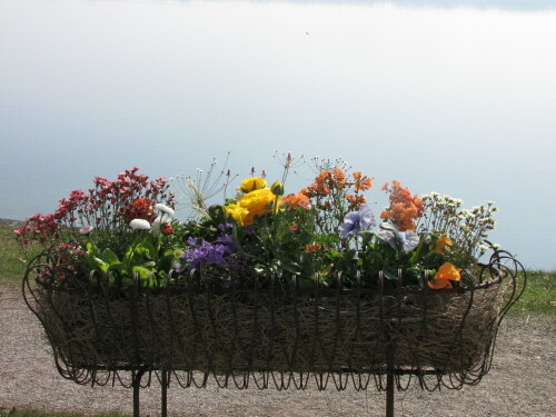 Blumenkasten an der Seeterrasse des Midgardhauses (Wirtschaft Zum Häring) in Tutzing am Starnberger See. Am Vormittag ist der See im Hintergrund noch von Nebelschwaden überzogen.

Aufnameort: Tutzing, Starnberger See
Kamera: Canon PowerShot SX1