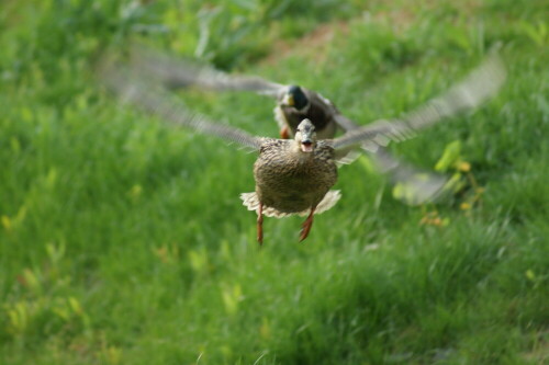 Die arme Ente wurde von 2 Erpel bedrängt. Als sie flüchtete, flog sie genau in meine Richtung, ich konnte mich gerade noch ducken.

Aufnameort: Kirchheimbolanden
Kamera: SONY Alpha 350