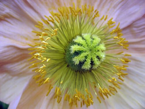 Mohnblüten-Makro in rosé.

Aufnameort: Oberbayern
Kamera: Canon Ixus 800